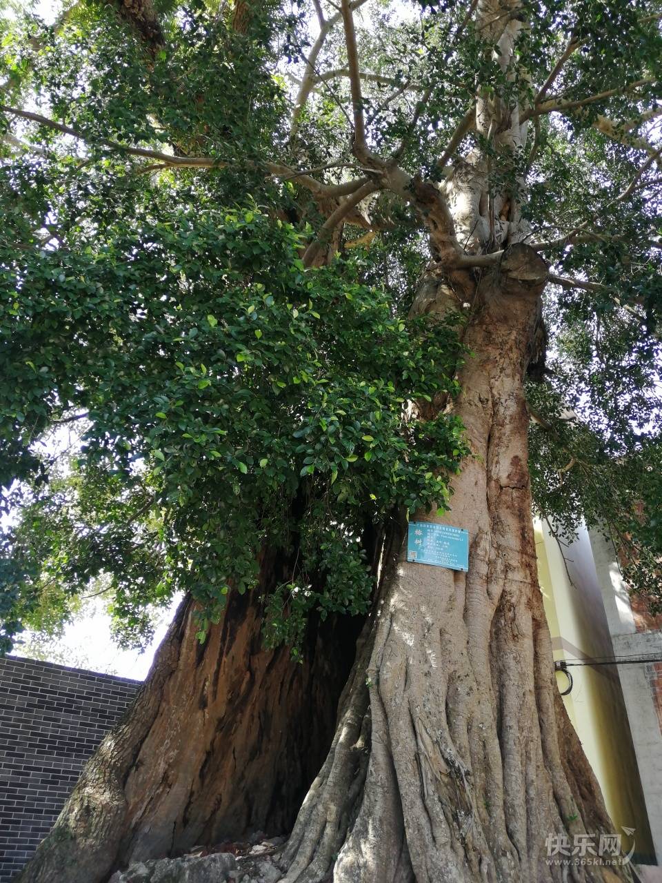 千年樟树王 - 快乐网/社区 - 快乐网